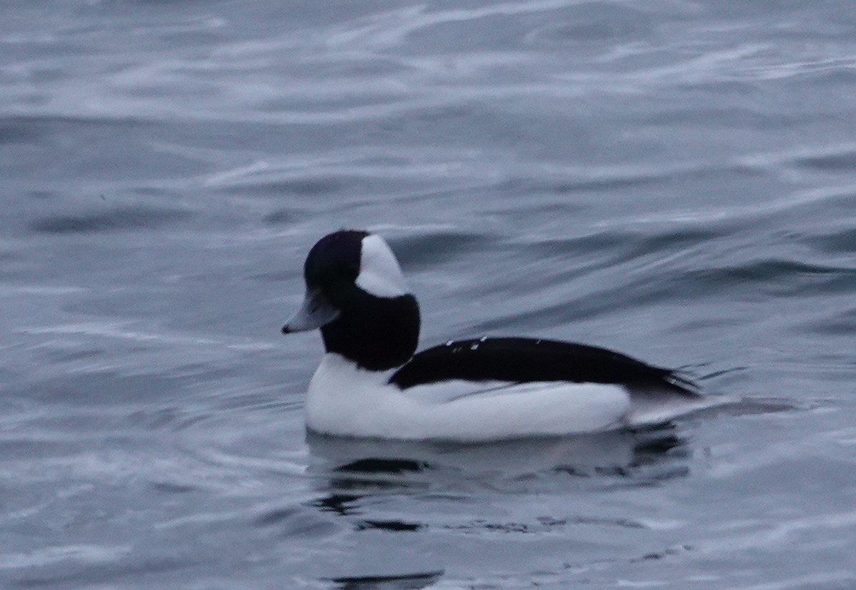 Bufflehead - ML625766290