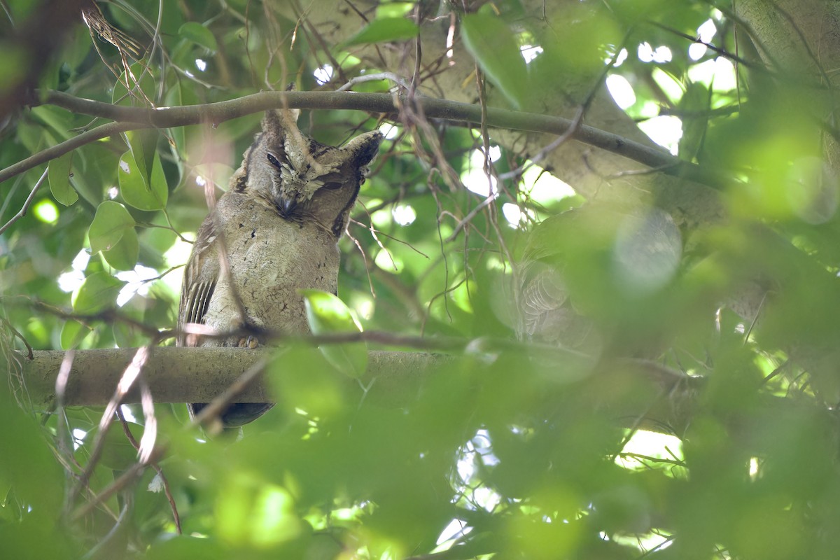 Collared Scops-Owl - ML625766424