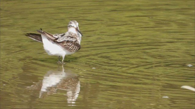 Broad-billed Sandpiper - ML625766469