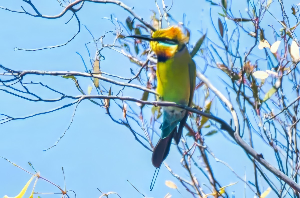 Rainbow Bee-eater - ML625766470