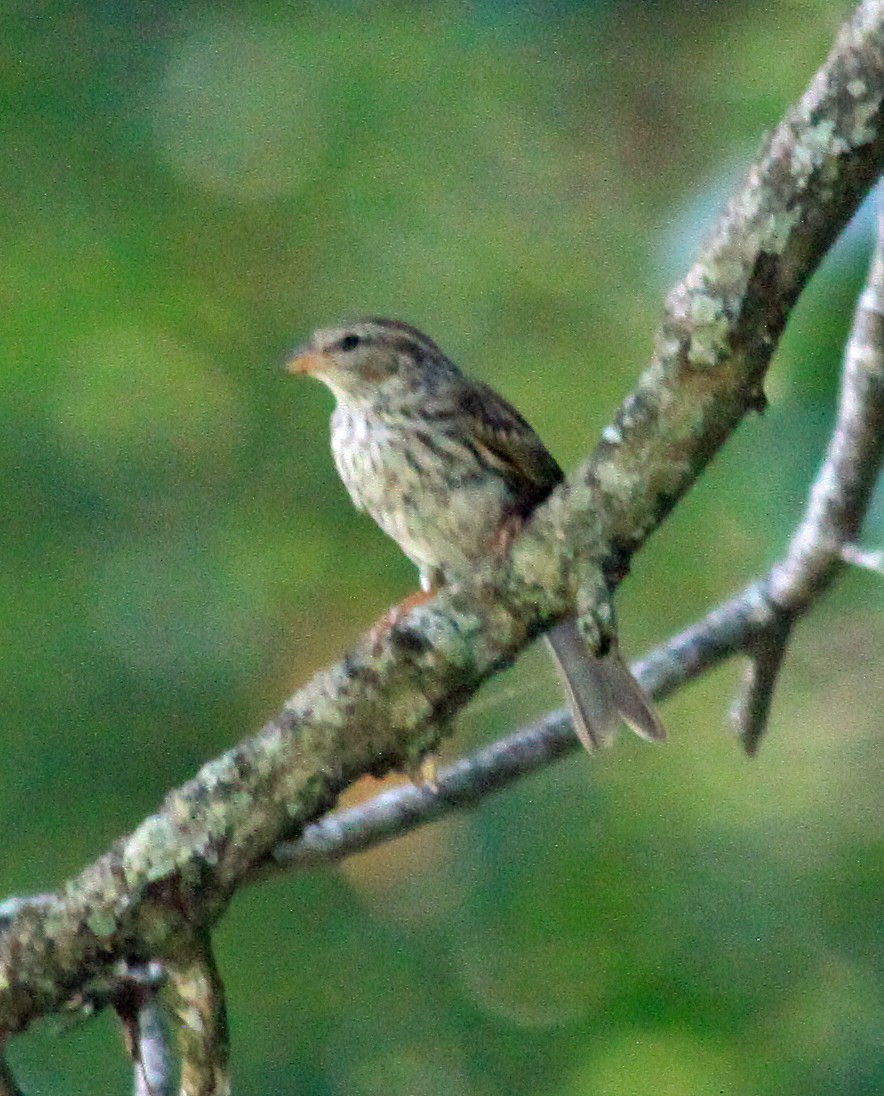 Карнатка білоброва - ML625766581