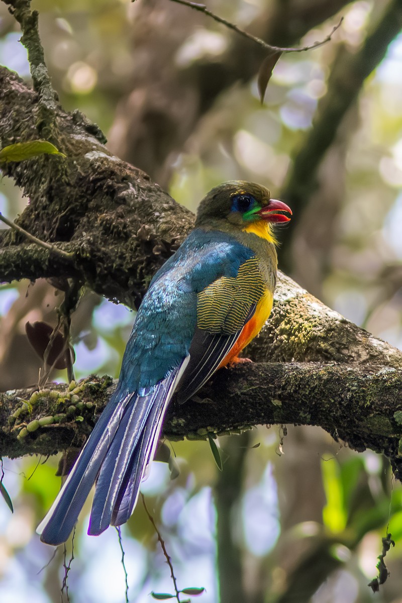 Javan Trogon - ML625767065