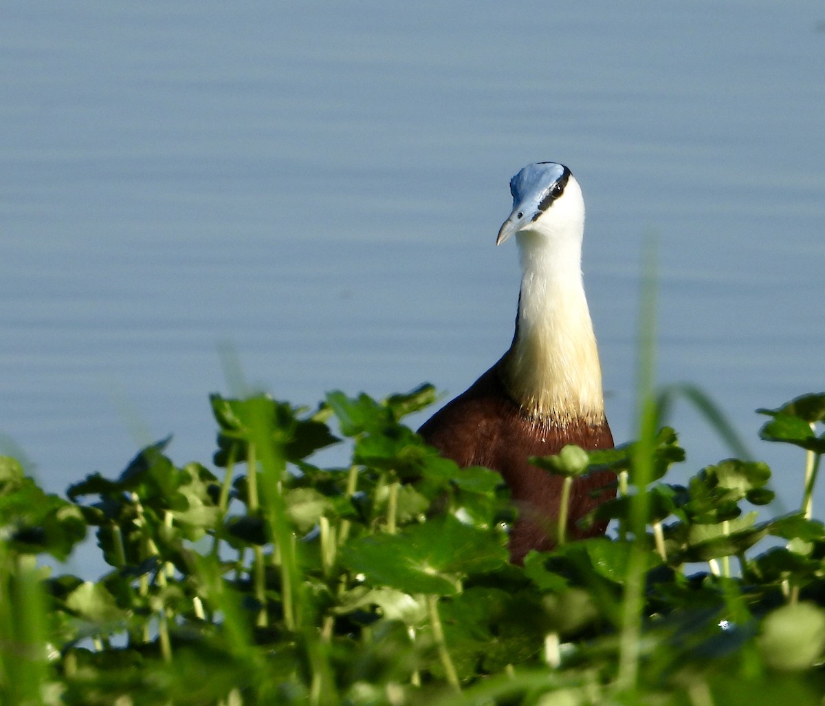 African Jacana - ML625767109