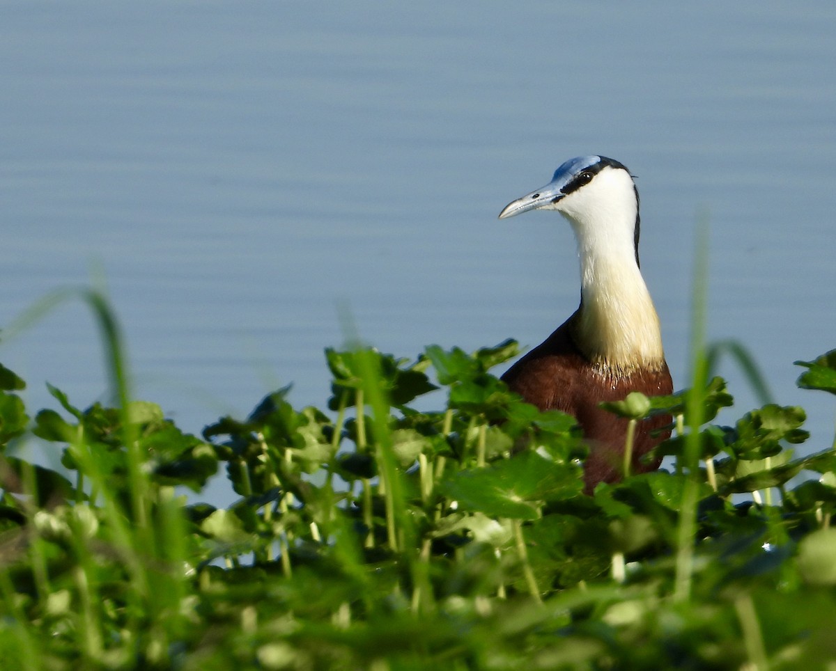 African Jacana - ML625767110