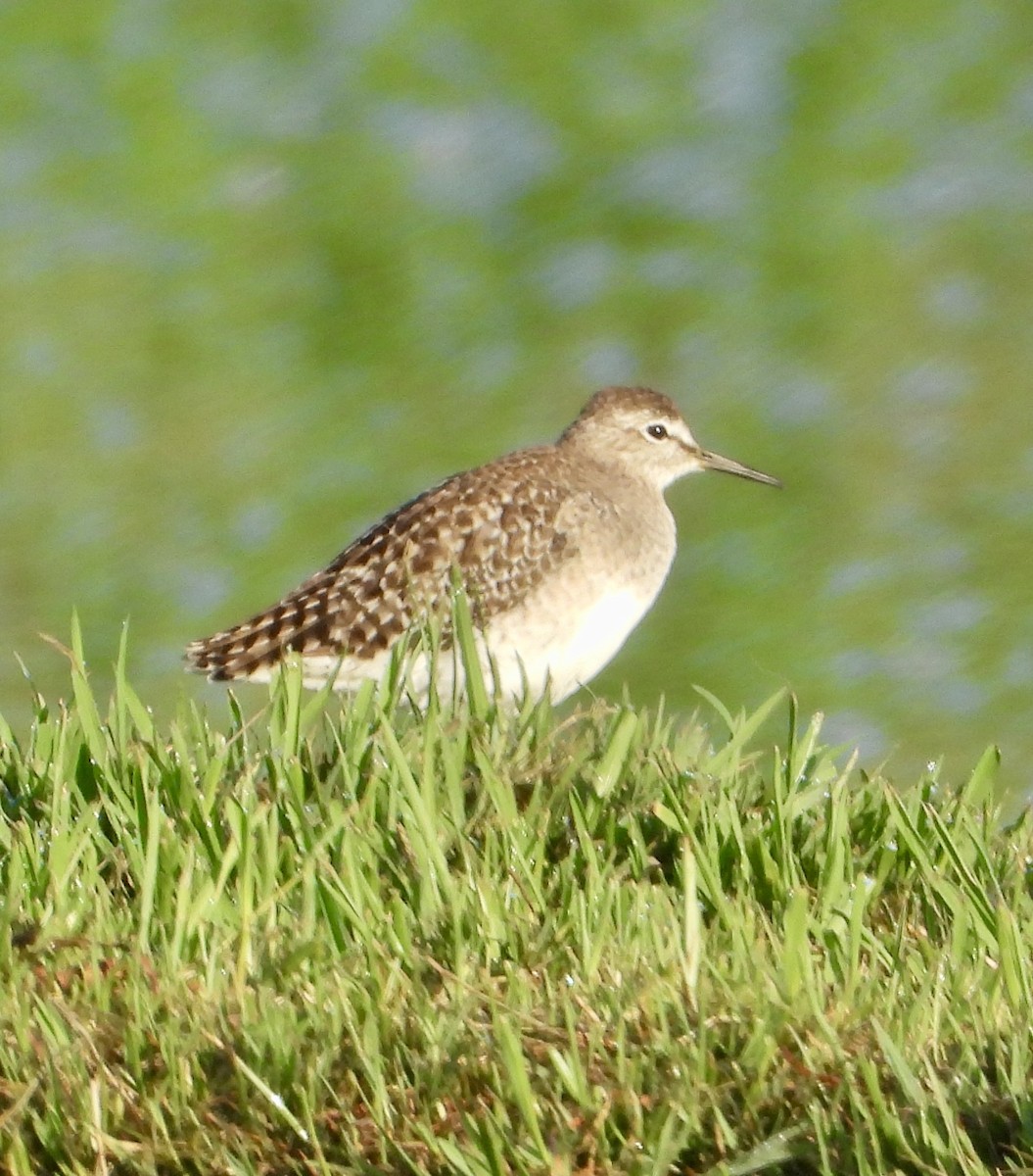 Wood Sandpiper - ML625767131