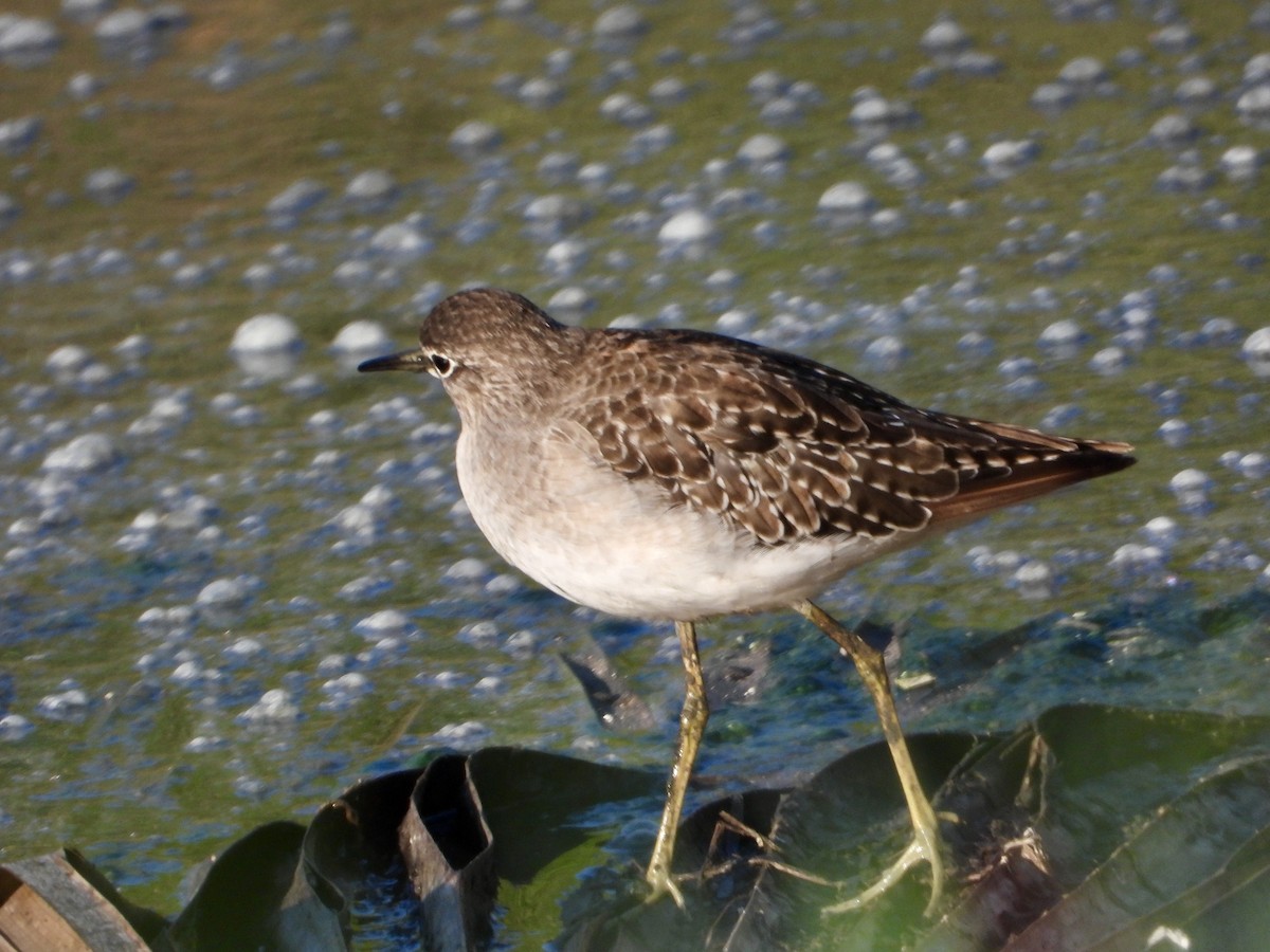 Wood Sandpiper - ML625767132