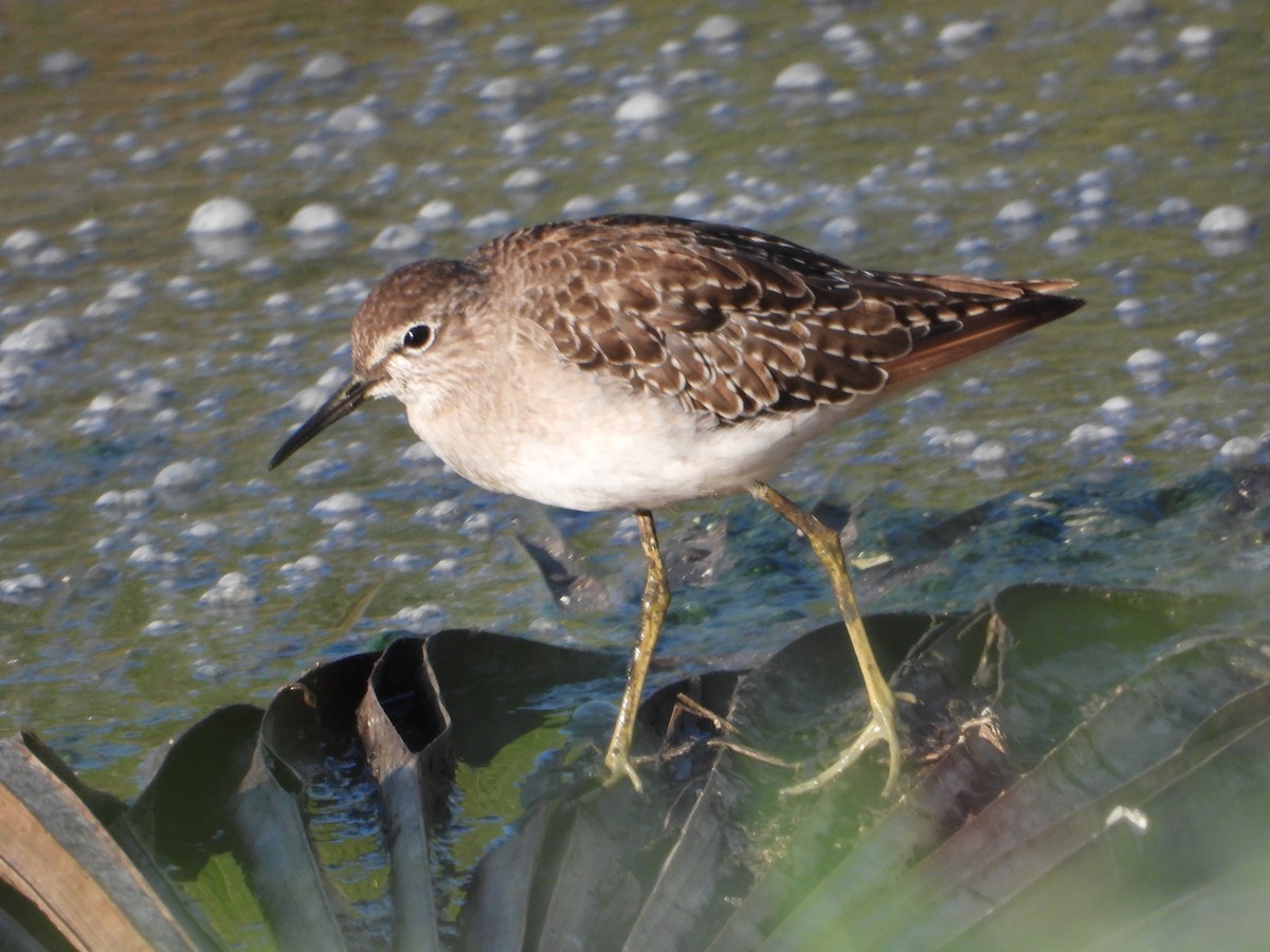 Wood Sandpiper - ML625767133