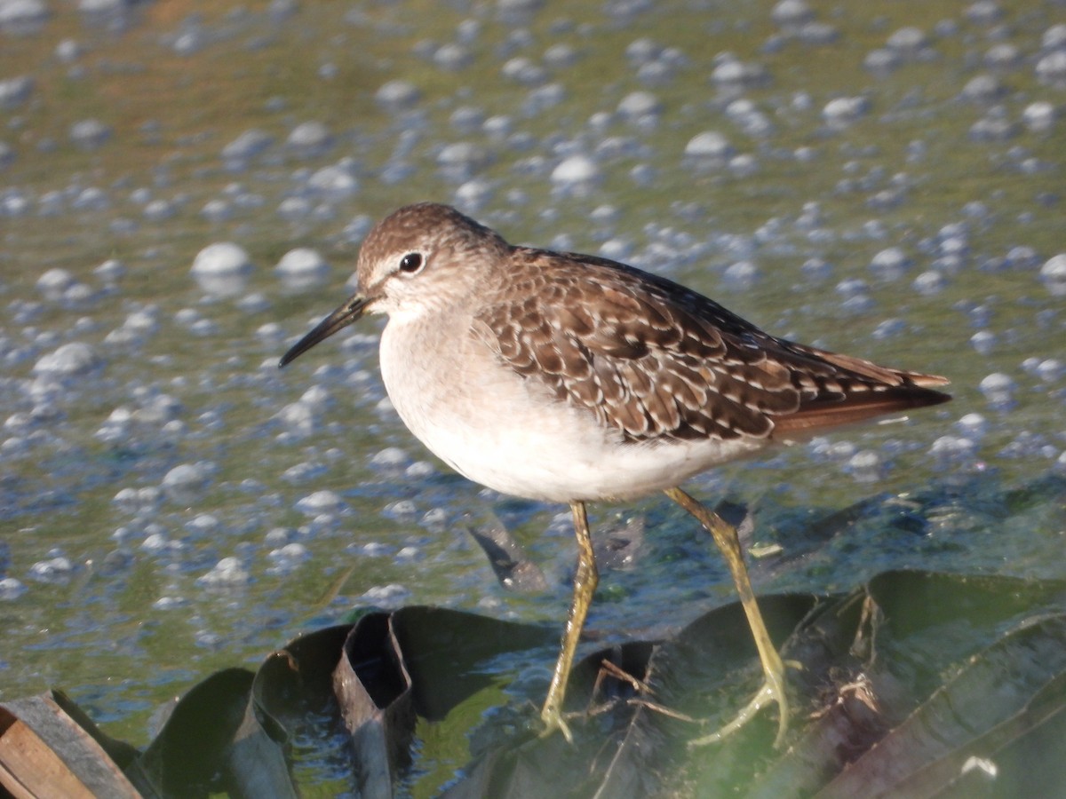 Wood Sandpiper - ML625767134