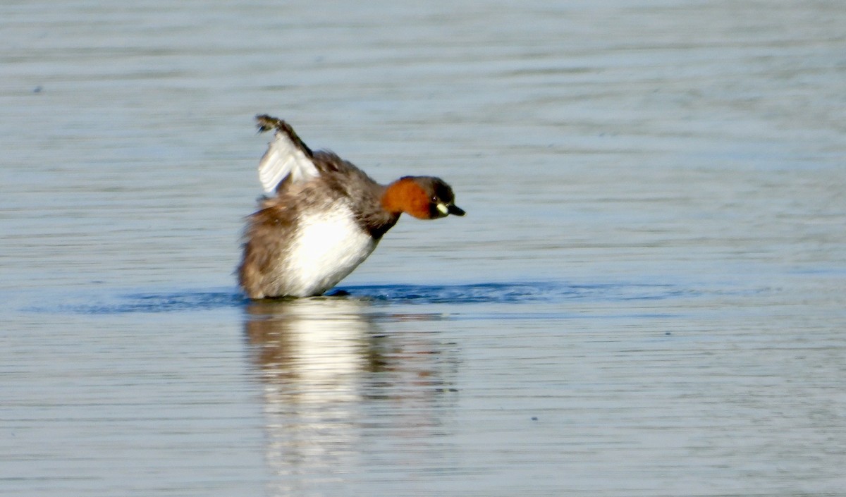 Little Grebe - ML625767135