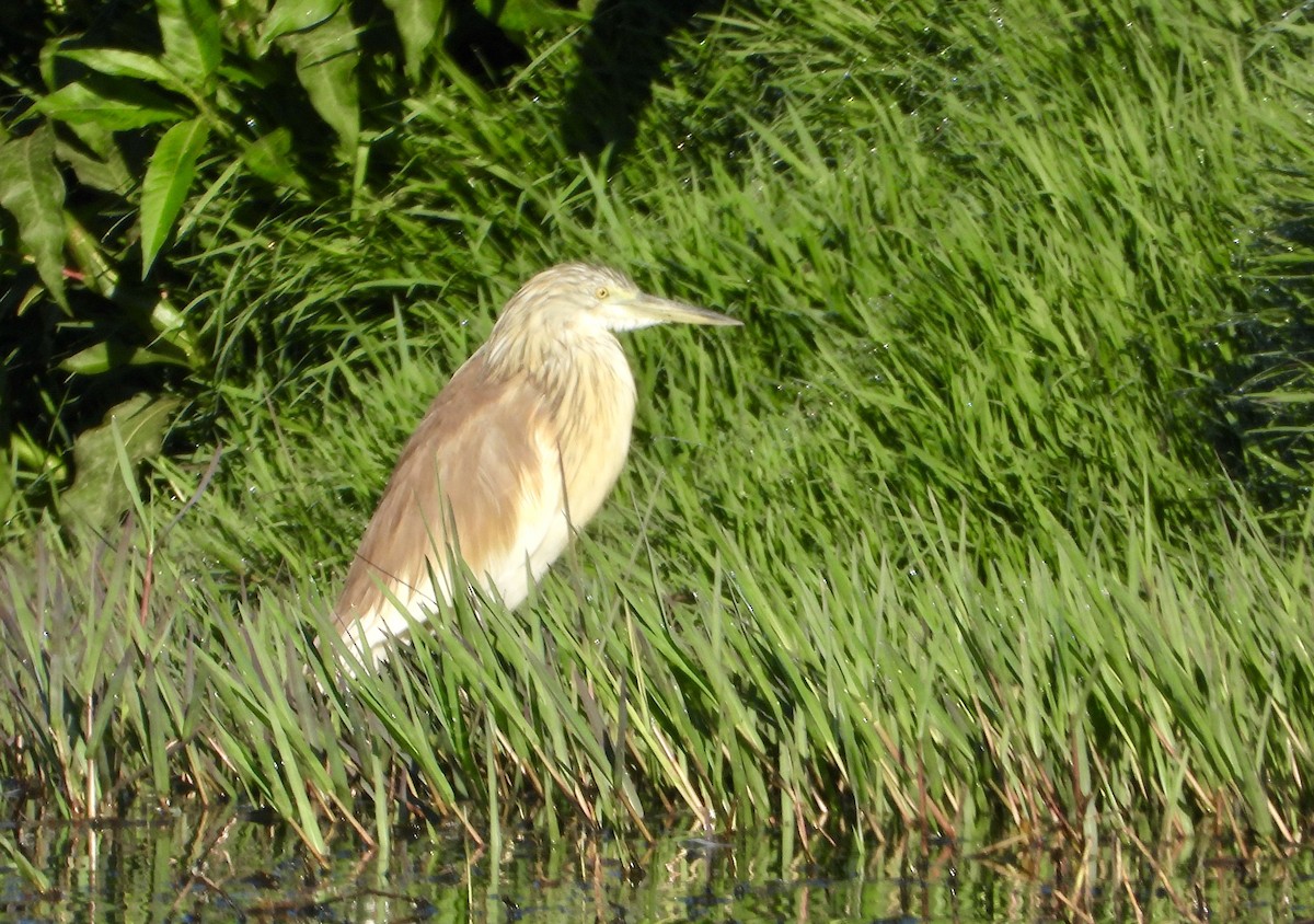 Squacco Heron - ML625767136