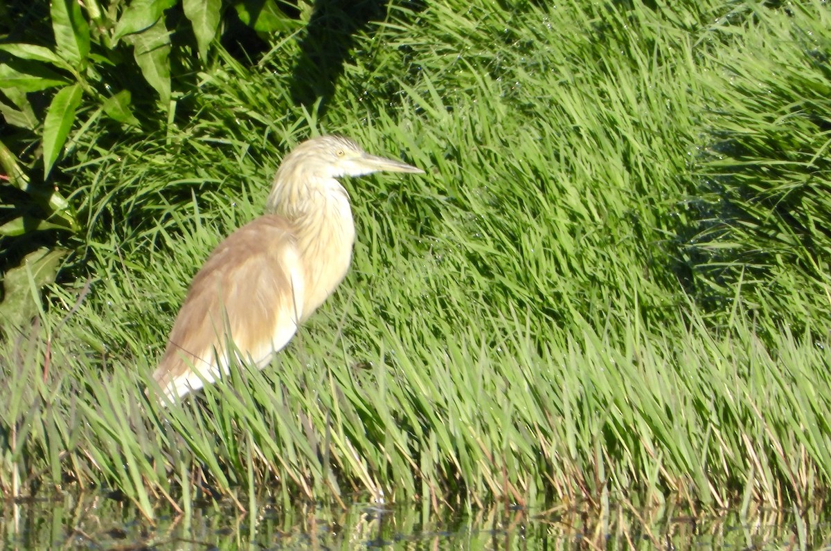Squacco Heron - ML625767137