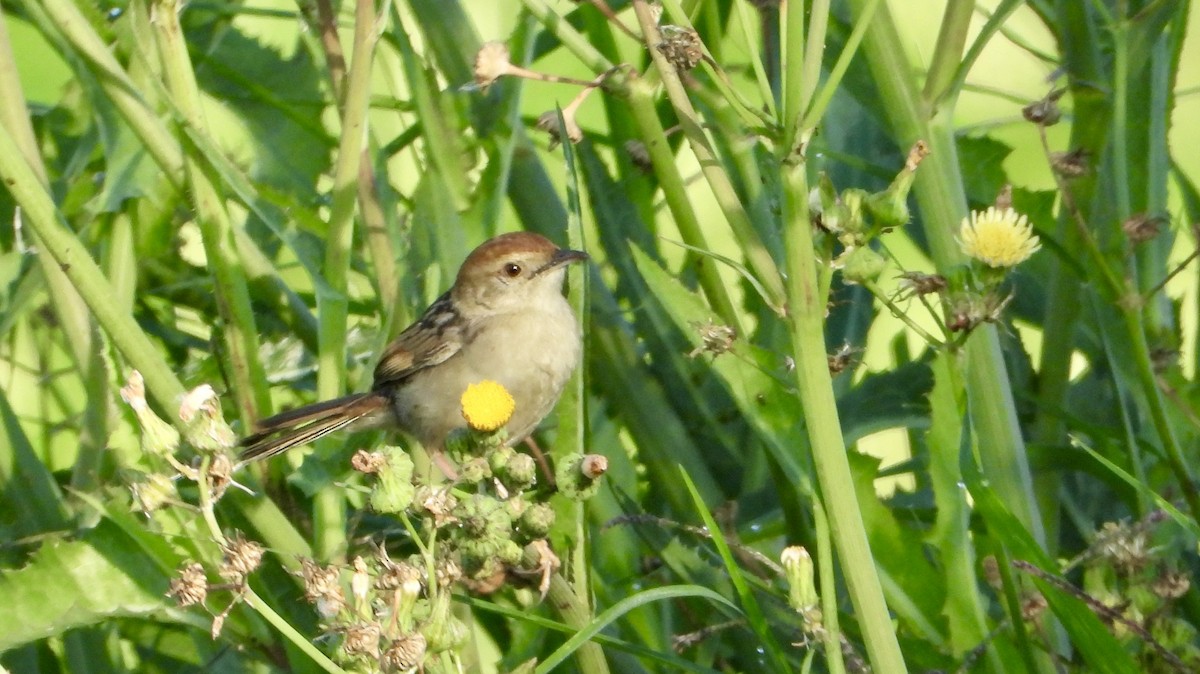 Levaillant's Cisticola - ML625767138