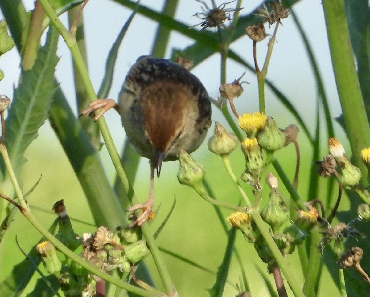 Levaillant's Cisticola - ML625767139