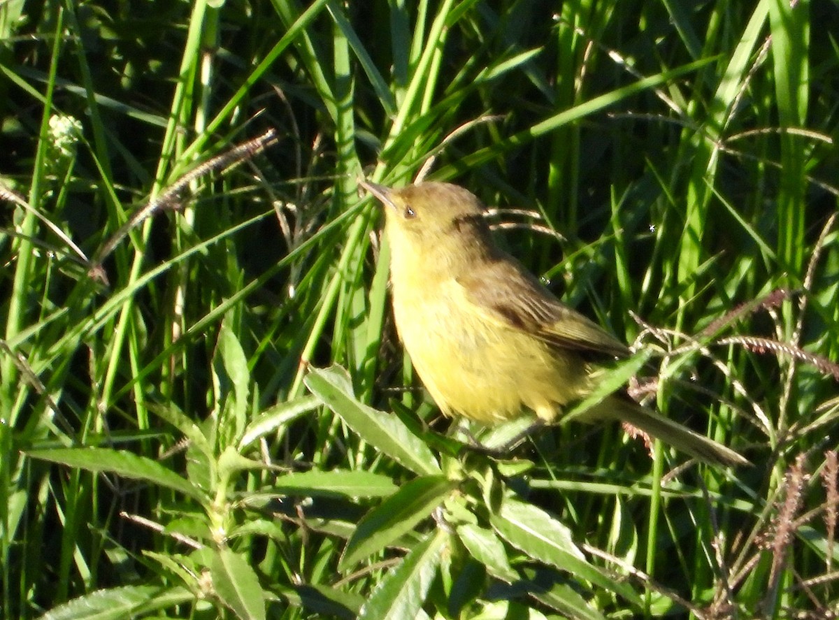 African Yellow-Warbler - ML625767142