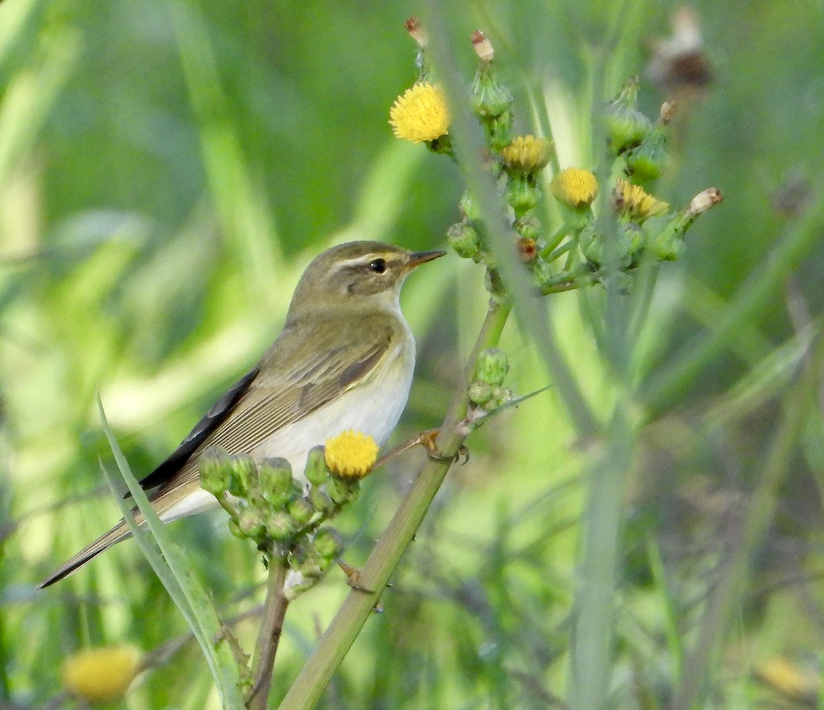Willow Warbler - ML625767143