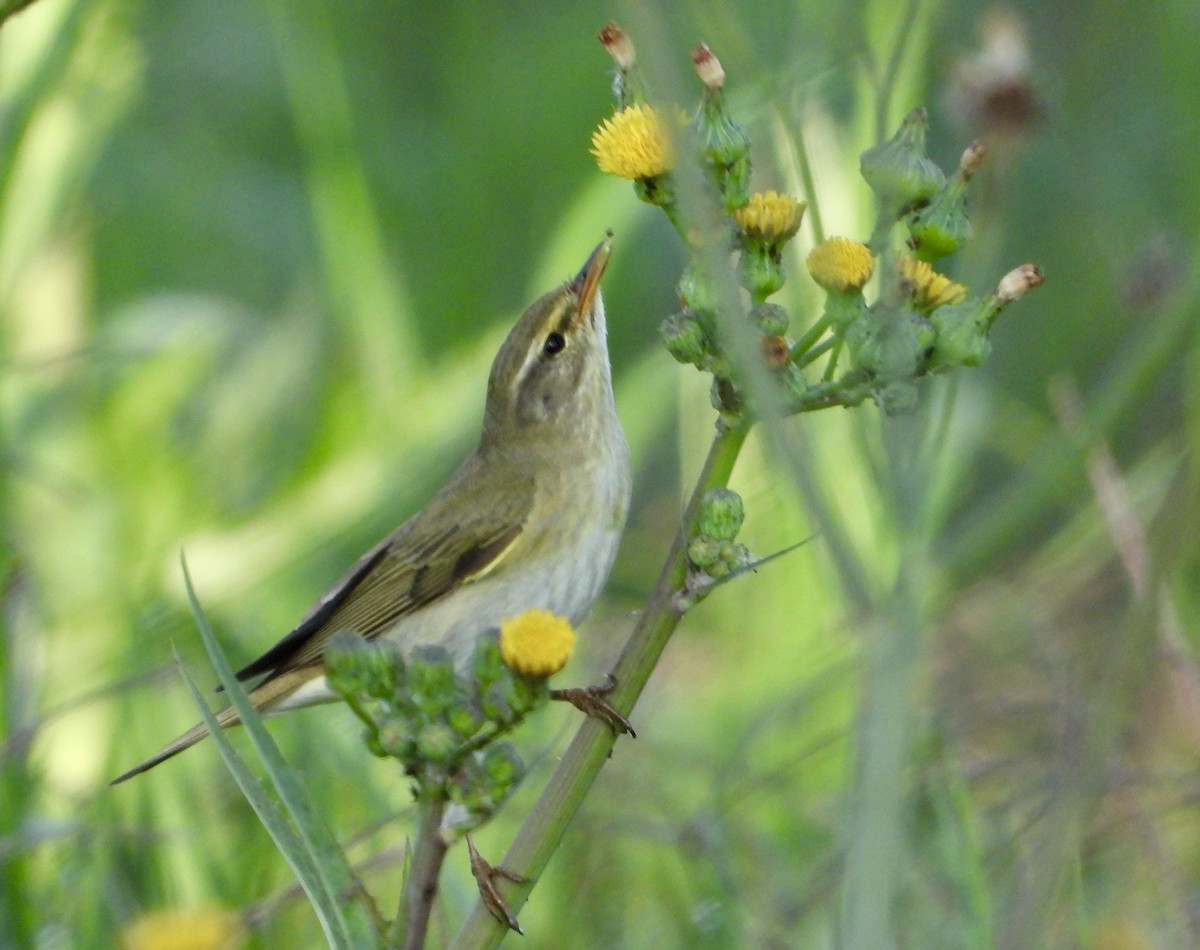 Willow Warbler - ML625767144