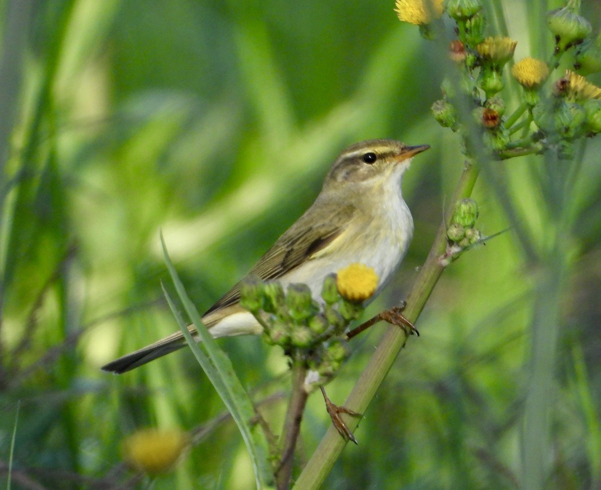Willow Warbler - ML625767145