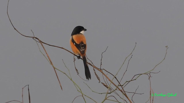 Long-tailed Shrike - ML625767267