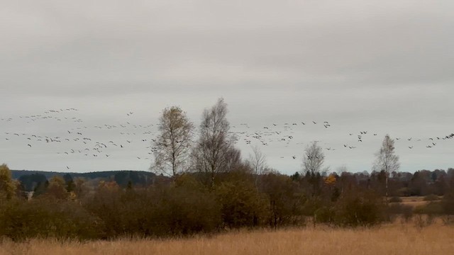 Common Crane - ML625767333