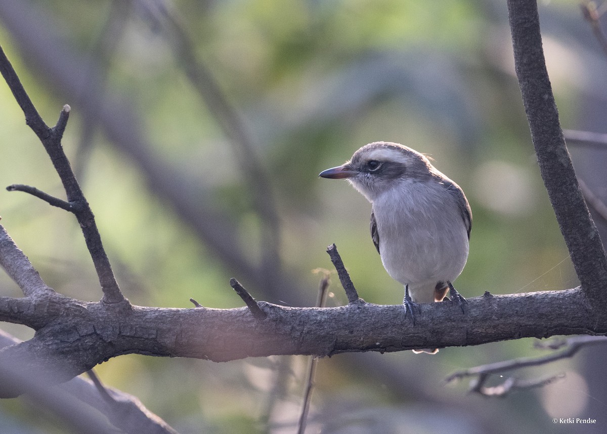 Common Woodshrike - ML625767411