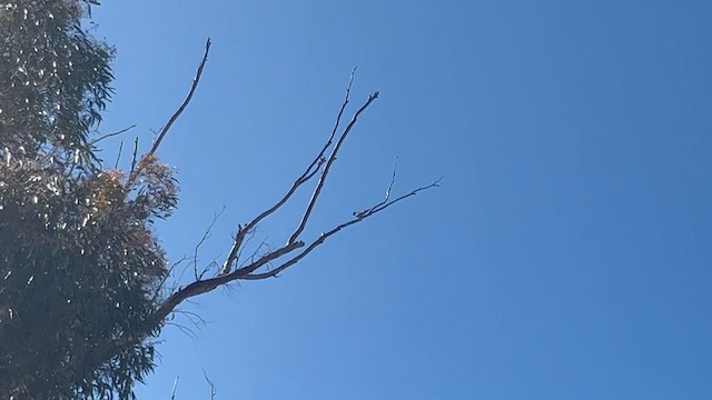 Cockatiel - ML625767699