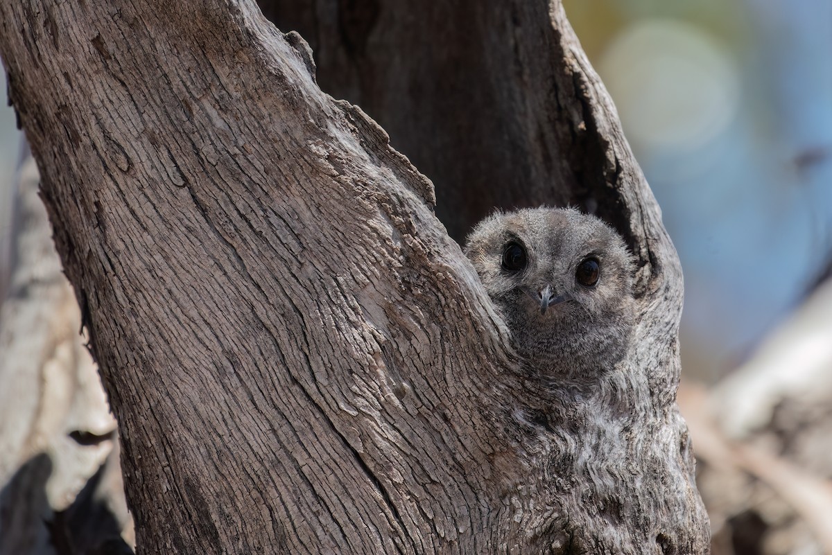 Australian Owlet-nightjar - ML625768070