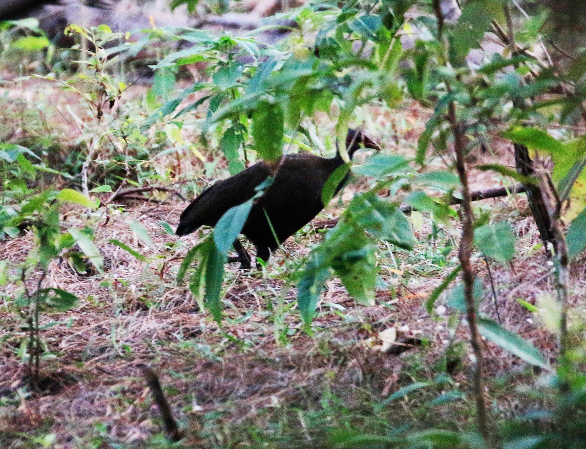 Philippinen-Großfußhuhn - ML625768149