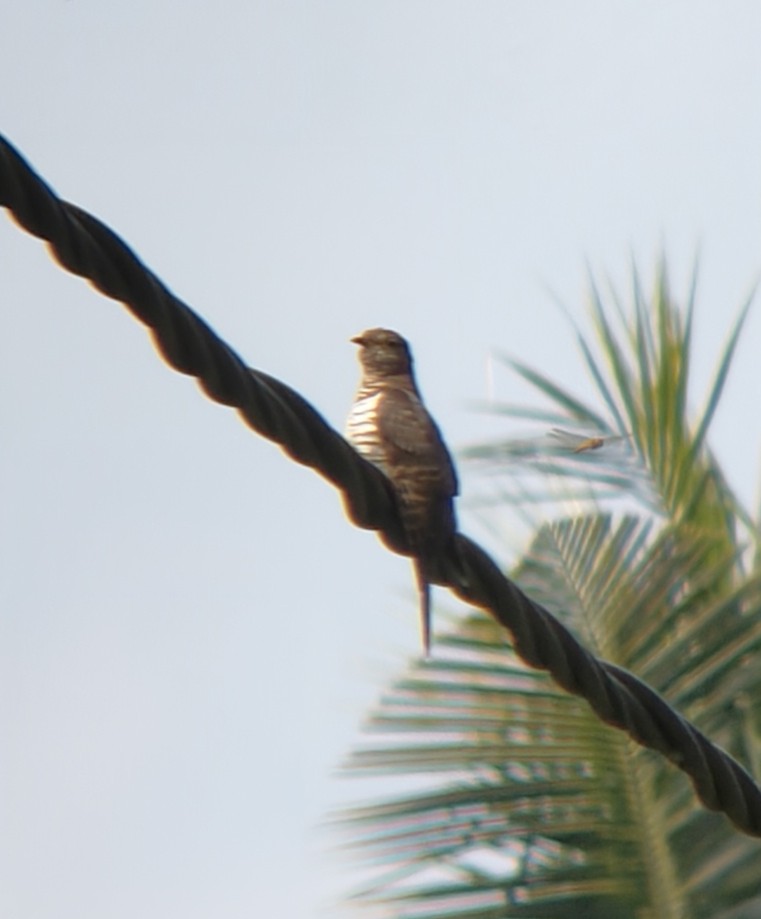 kukačka čínská - ML625768190