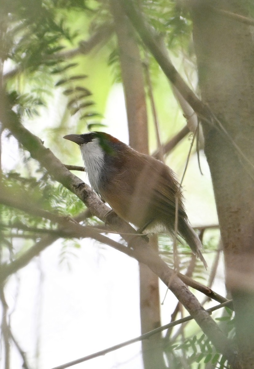 Chestnut-capped Babbler - ML625768216