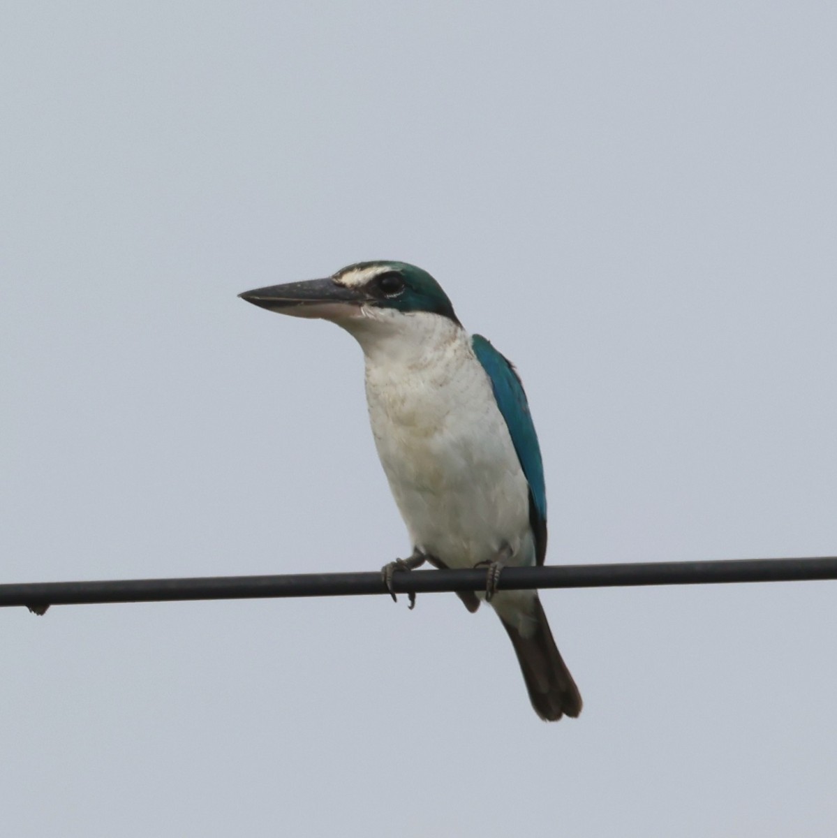 Collared Kingfisher - ML625768598