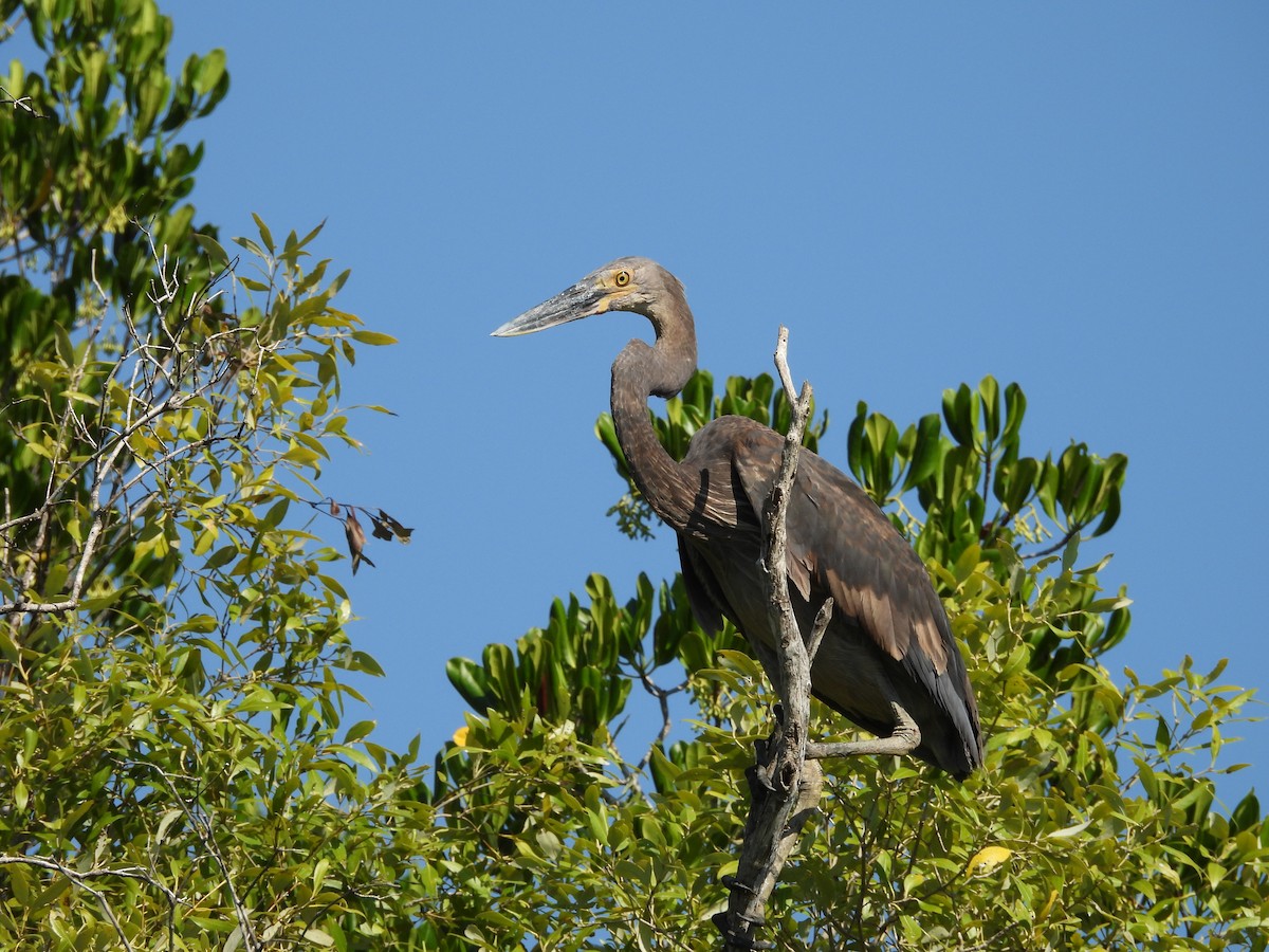 Garza de Sumatra - ML625768600