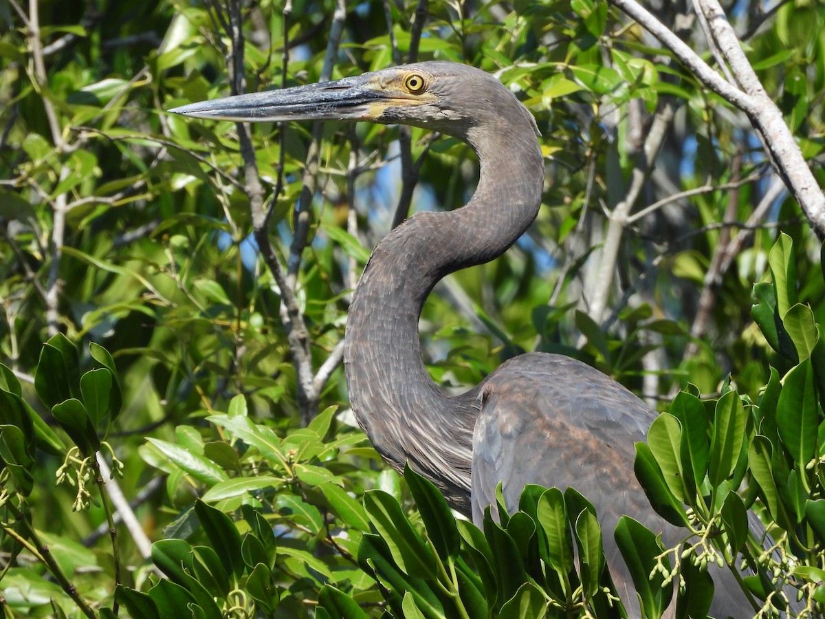 Garza de Sumatra - ML625768601