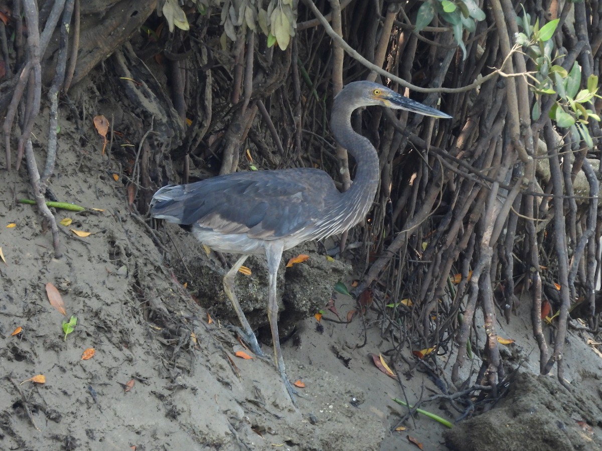 Garza de Sumatra - ML625768606