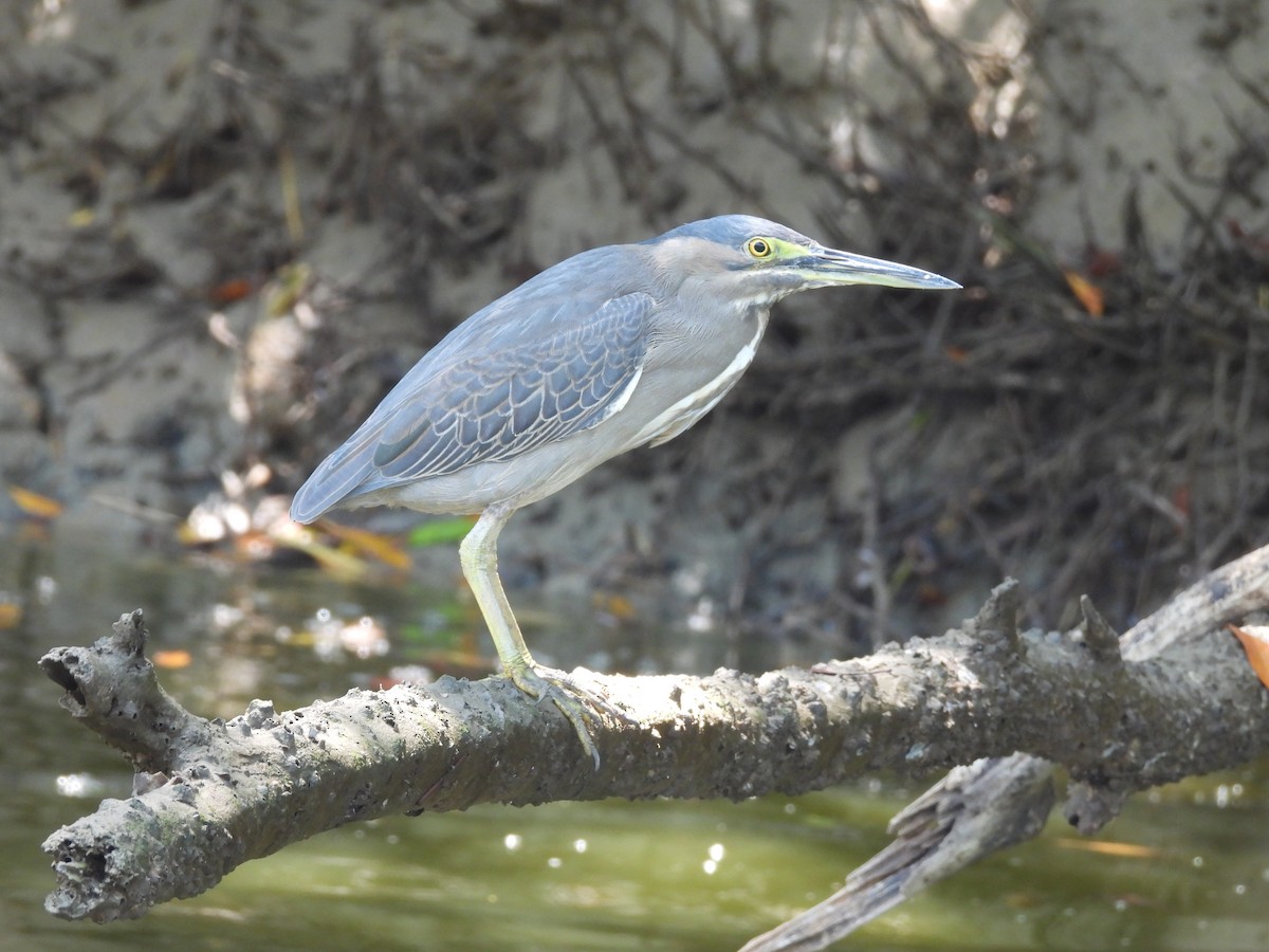 Striated Heron - ML625768677