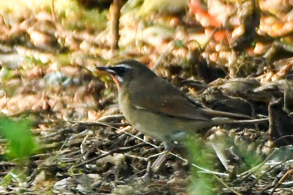 אדום-גרון - ML625768744