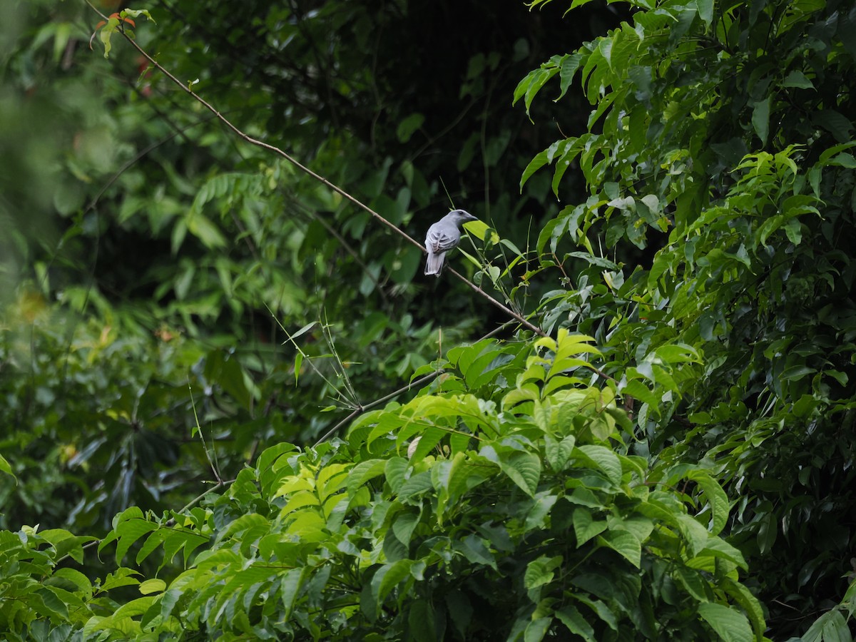 Andaman Cuckooshrike - ML625768900