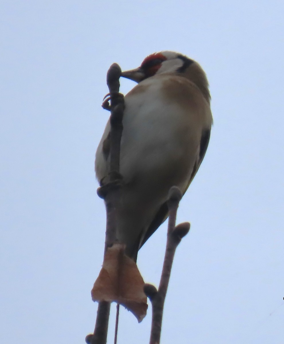 Chardonneret élégant - ML625768952