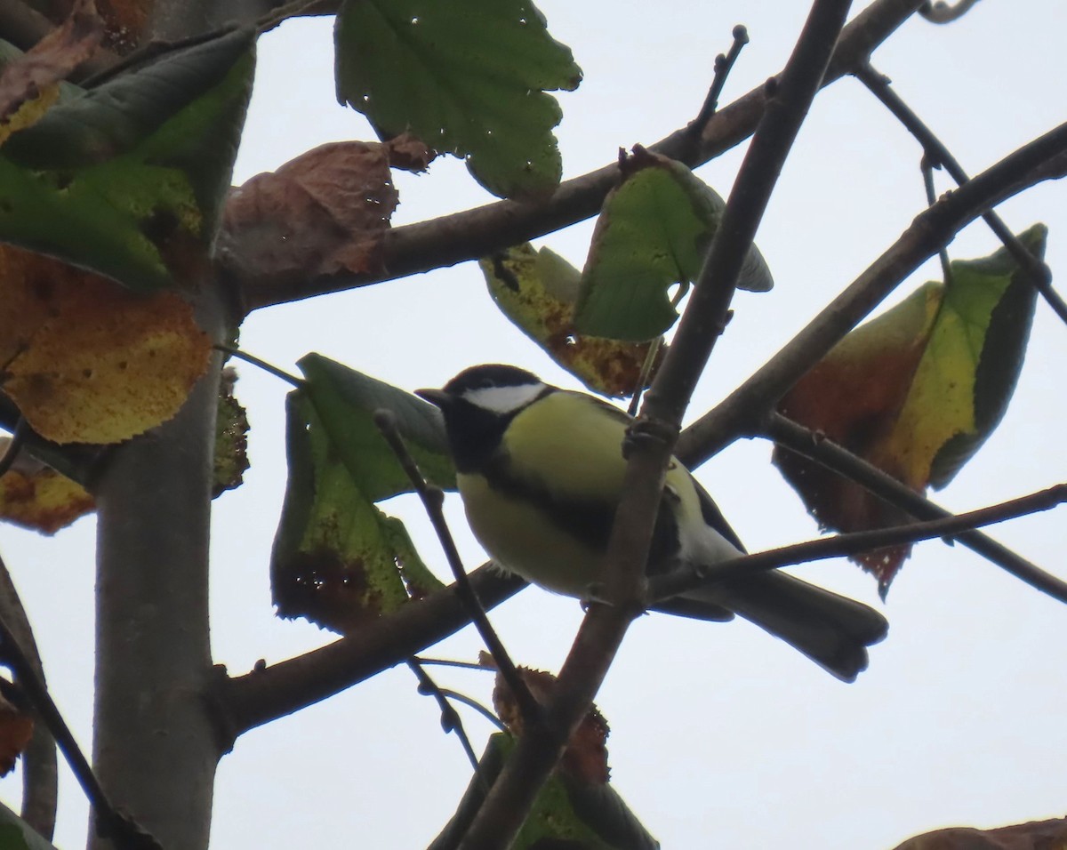 Mésange charbonnière - ML625768969