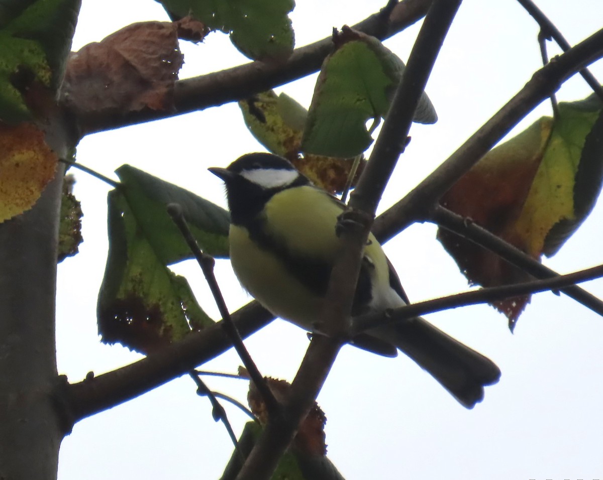 Mésange charbonnière - ML625768973
