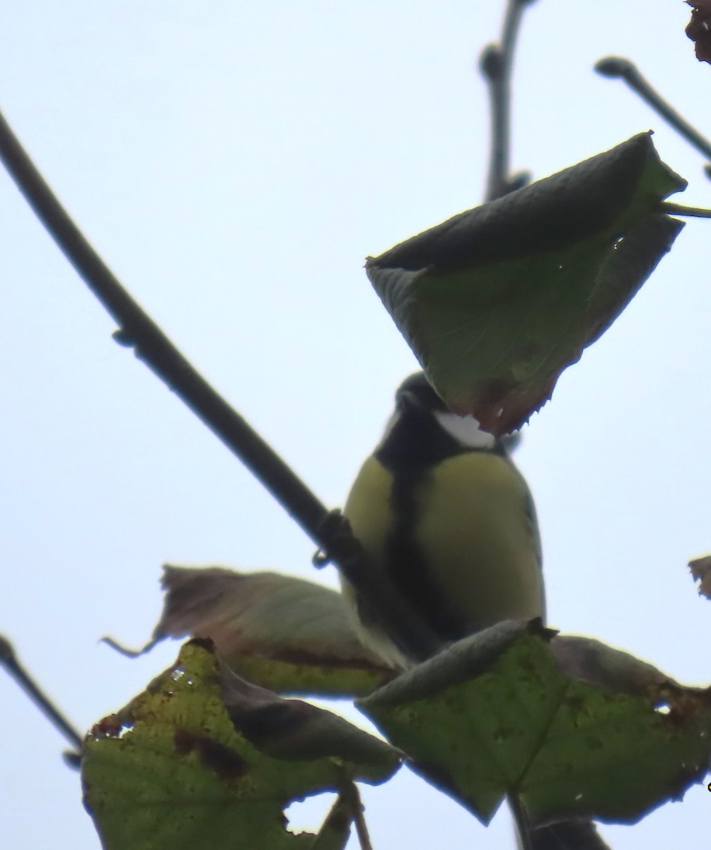 Mésange charbonnière - ML625768977