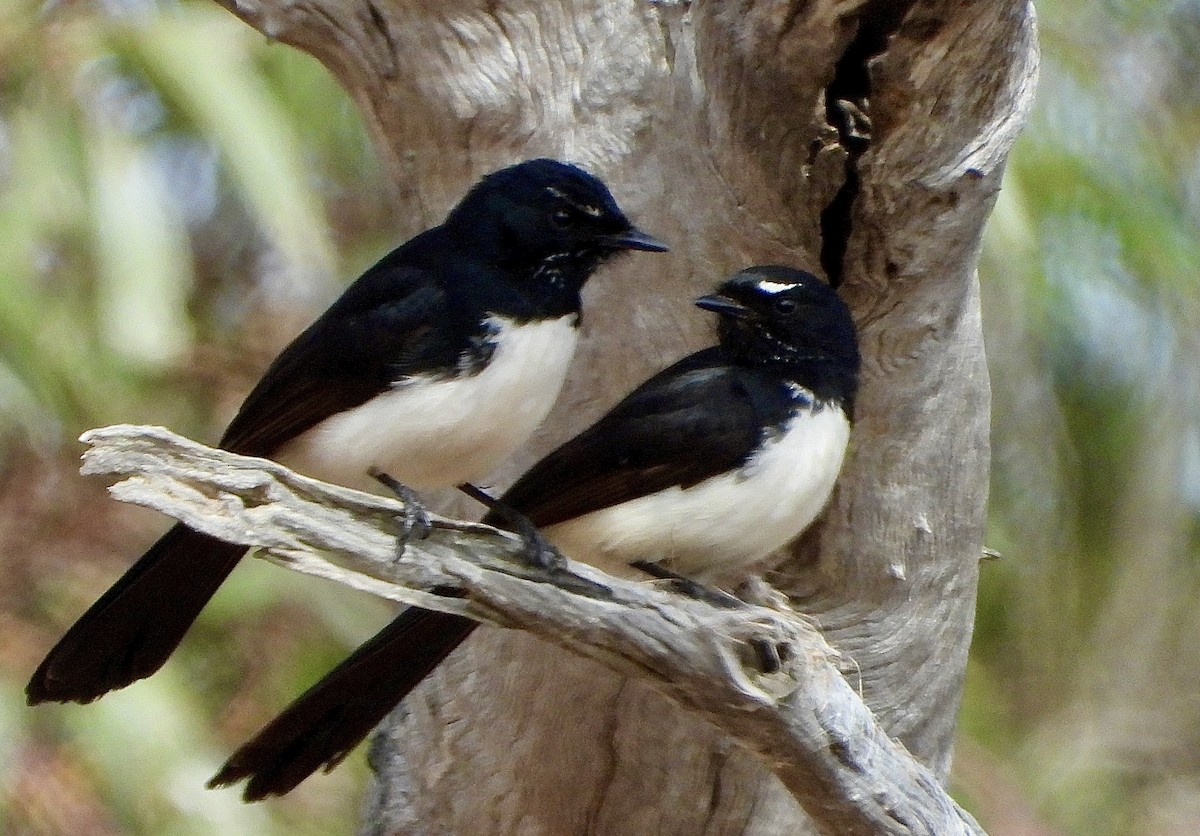 Willie-wagtail - ML625769147