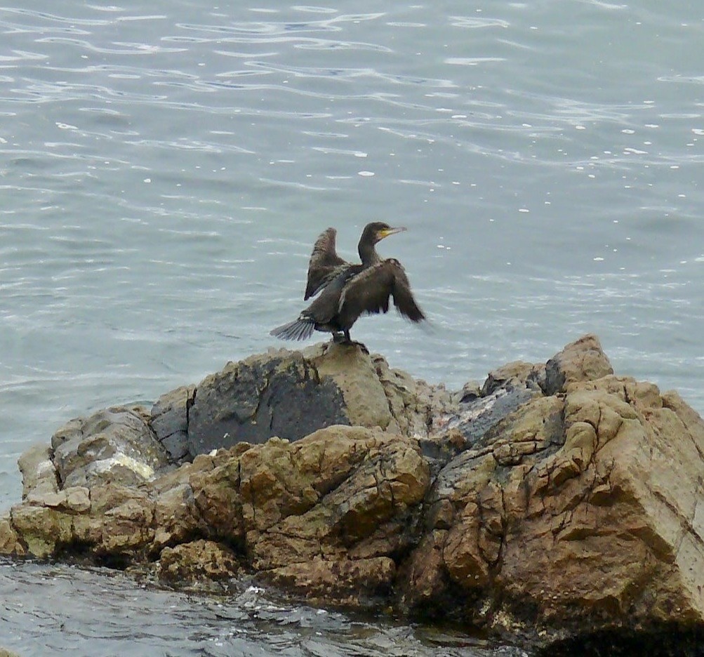 Great Cormorant (Eurasian) - ML625769204
