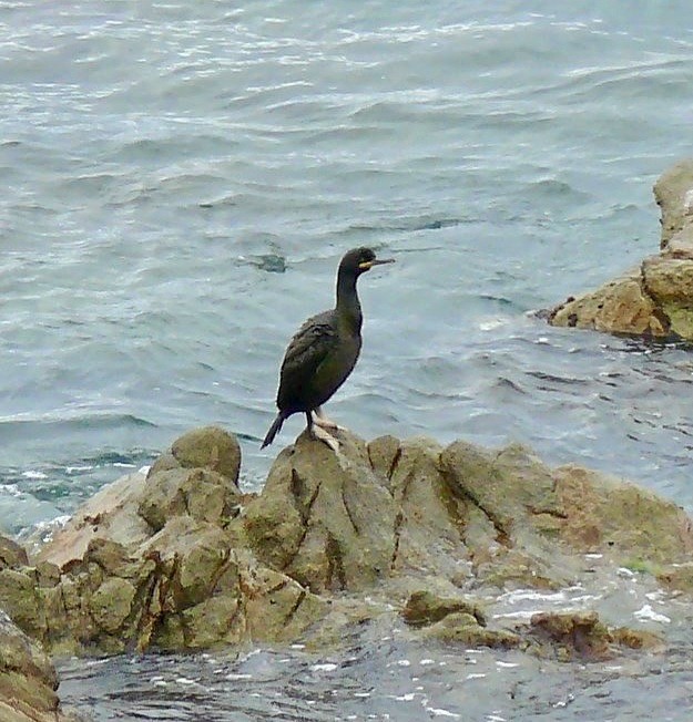 European Shag (Mediterranean) - ML625769207