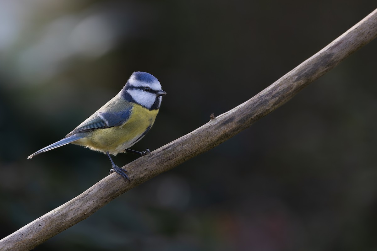 Eurasian Blue Tit - ML625769253