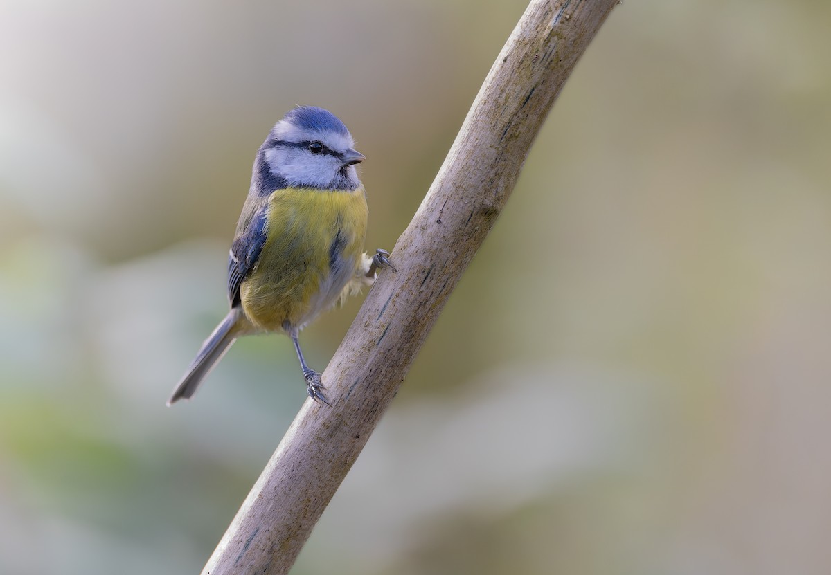 Eurasian Blue Tit - ML625769258