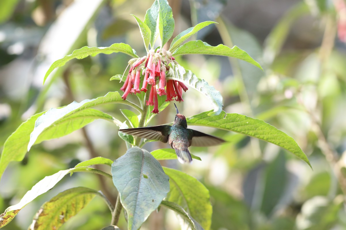 Tolima Blossomcrown - ML625769486