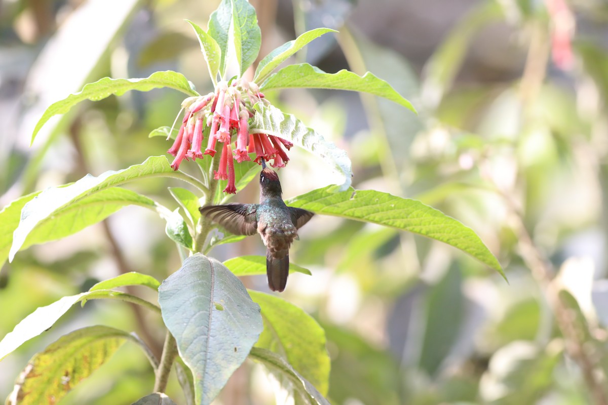 Tolima Blossomcrown - ML625769488