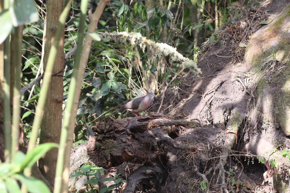 Tolima Dove - ML625769491