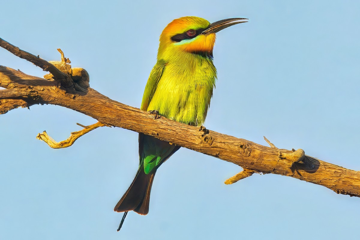 Rainbow Bee-eater - ML625769598