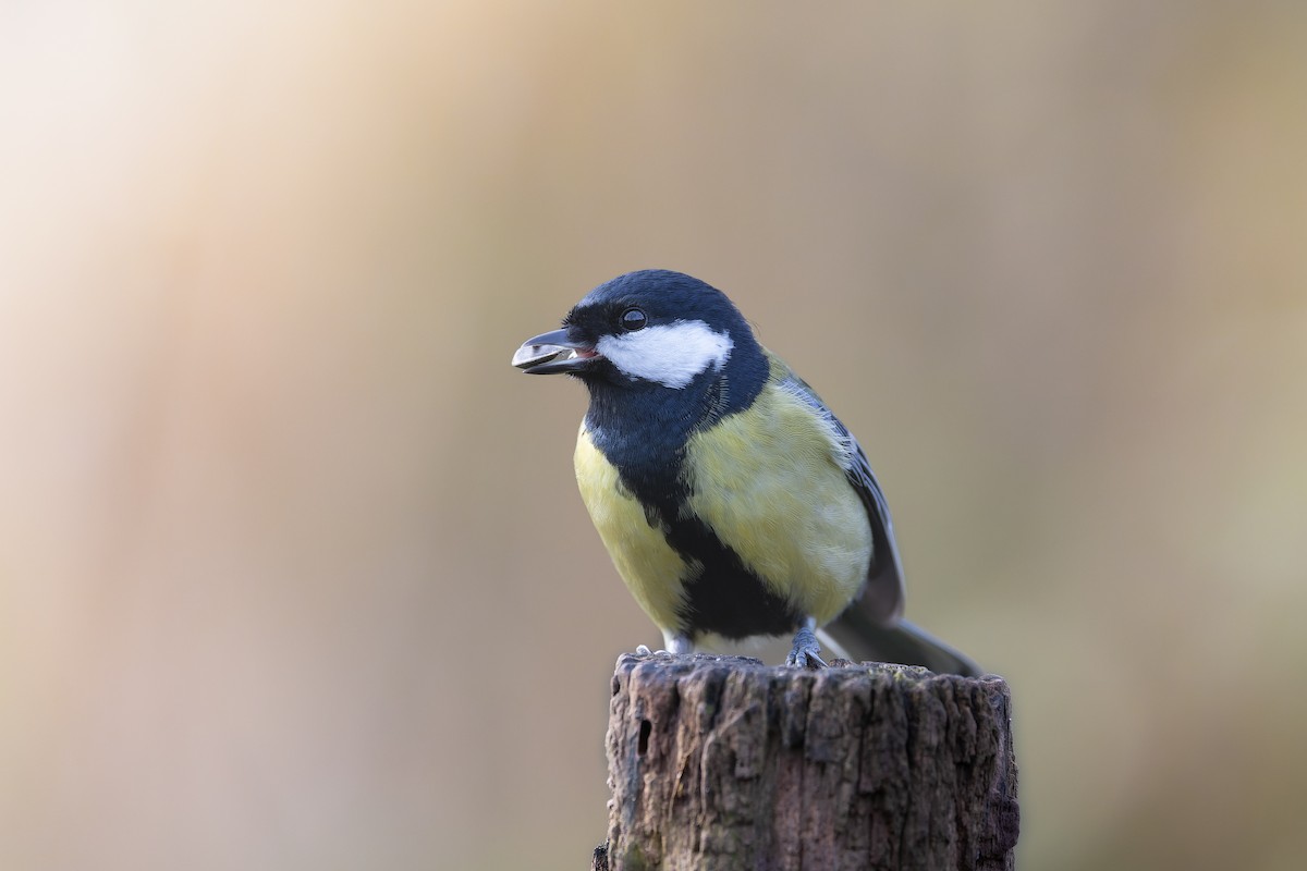 Great Tit - ML625769661